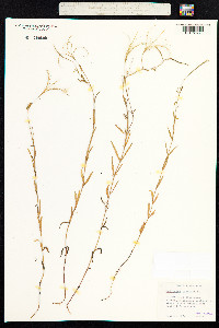 Epilobium palustre image