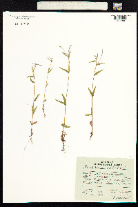 Epilobium palustre image