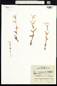 Epilobium palustre image