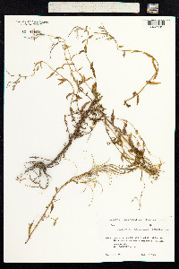 Epilobium parviflorum image
