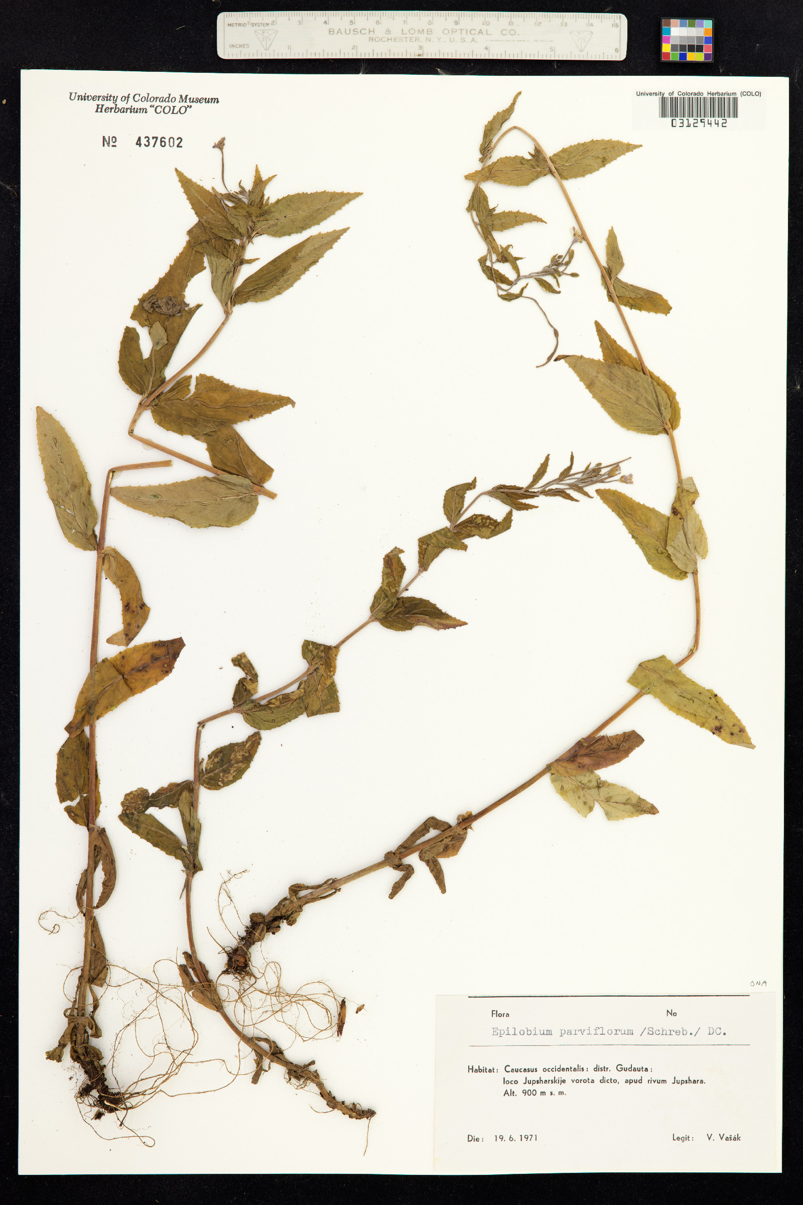 Epilobium parviflorum image