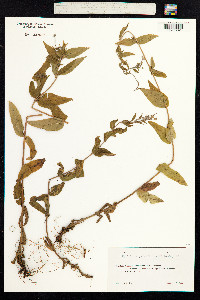 Epilobium parviflorum image
