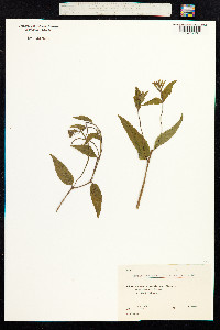 Epilobium parviflorum image