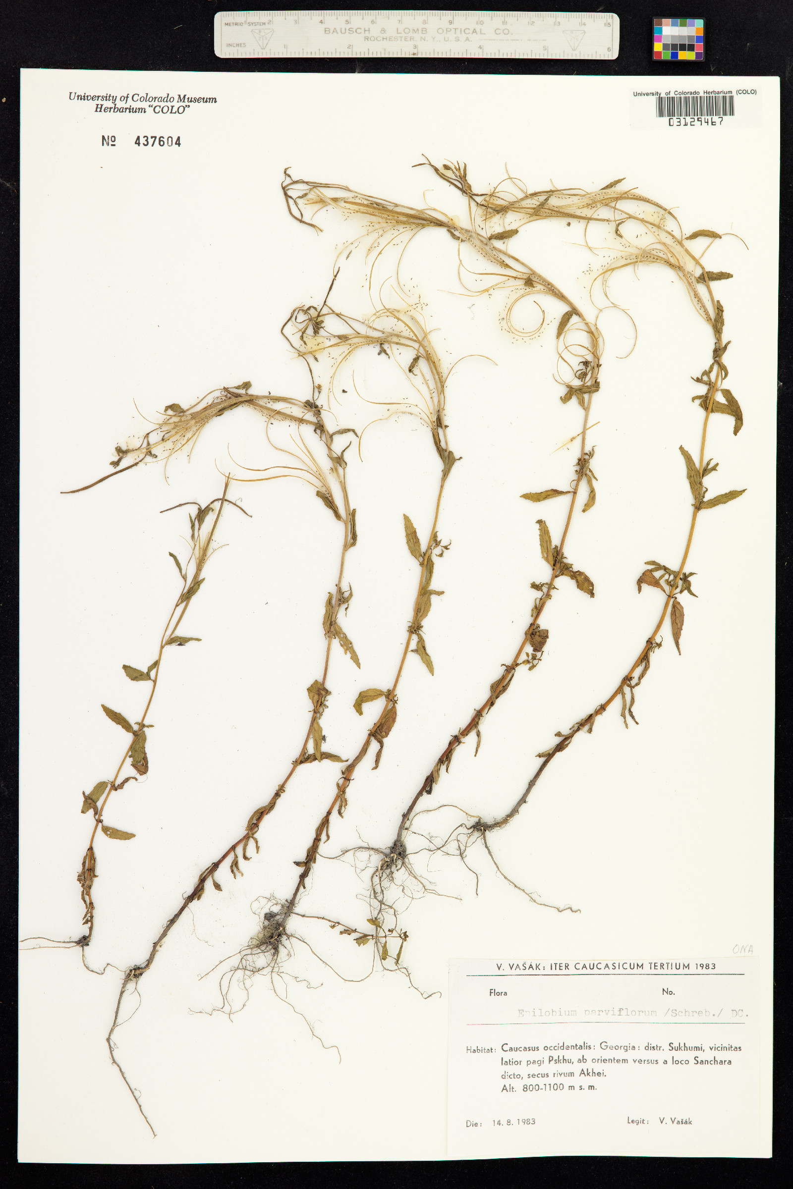 Epilobium parviflorum image