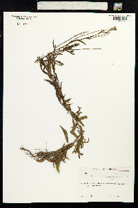 Epilobium parviflorum image