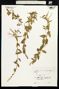 Epilobium parviflorum image