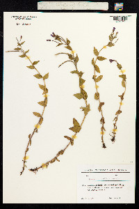Epilobium parviflorum image