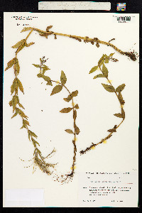 Epilobium parviflorum image
