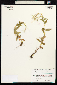 Epilobium parviflorum image