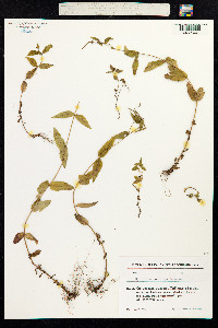 Epilobium parviflorum image