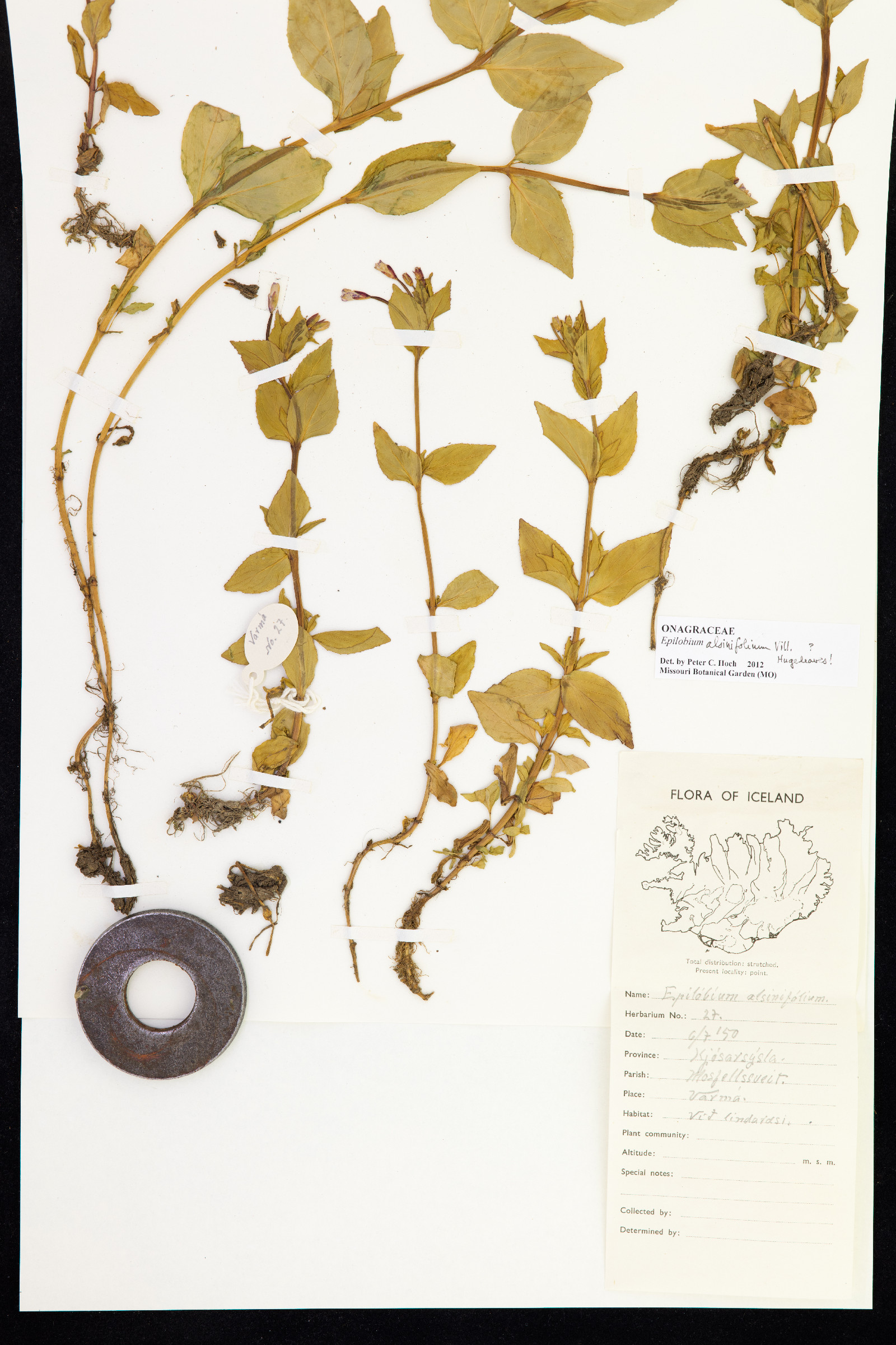 Epilobium alsinifolium image