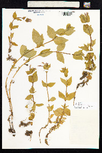 Image of Epilobium alsinifolium
