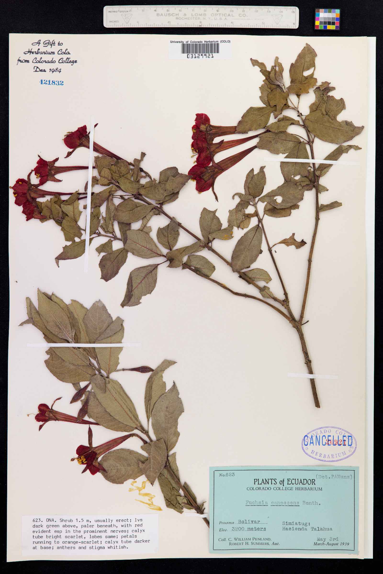 Fuchsia canescens image