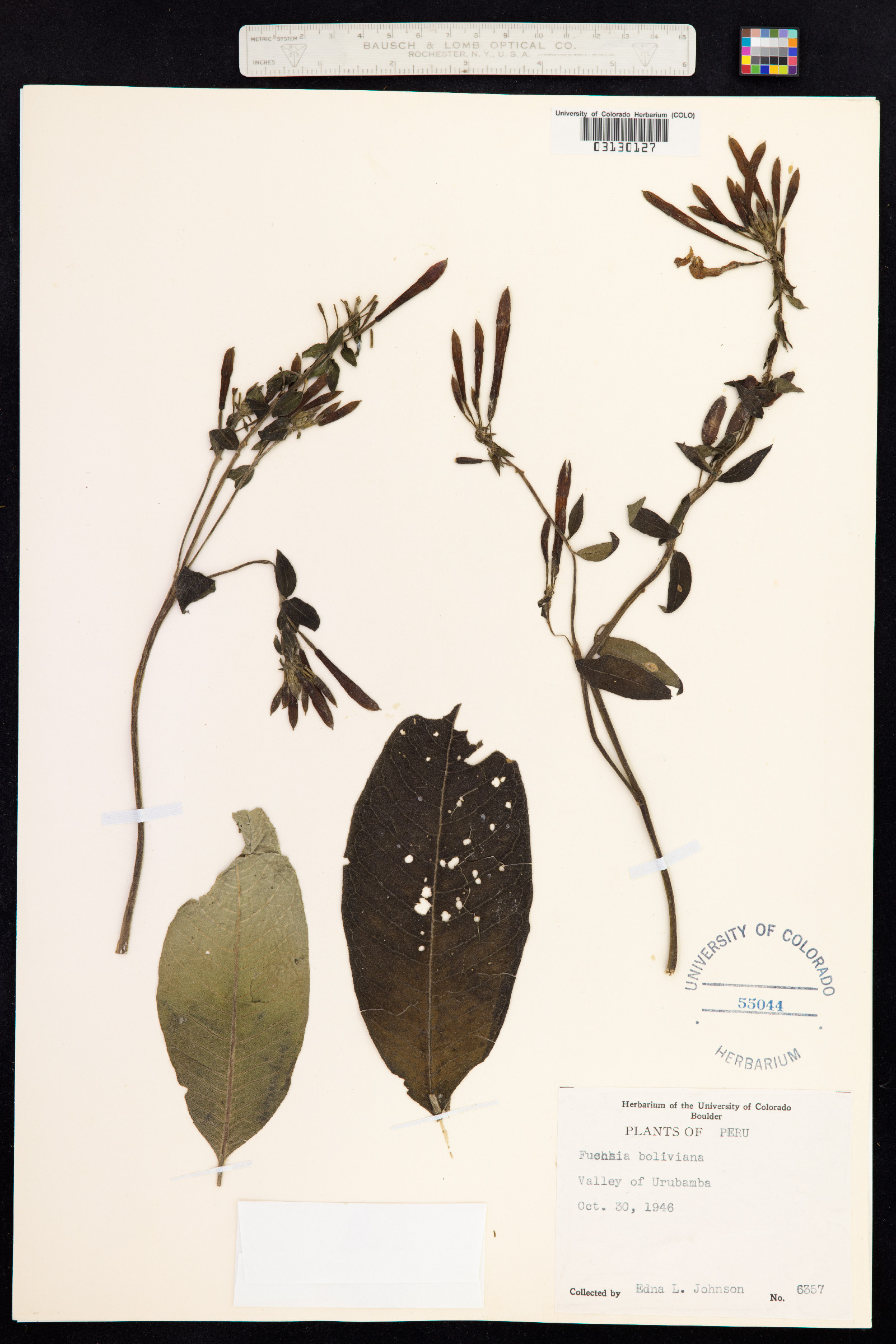 Fuchsia boliviana image