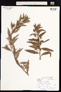 Ludwigia peruviana image