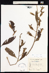 Ludwigia peruviana image