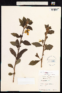 Ludwigia peruviana image