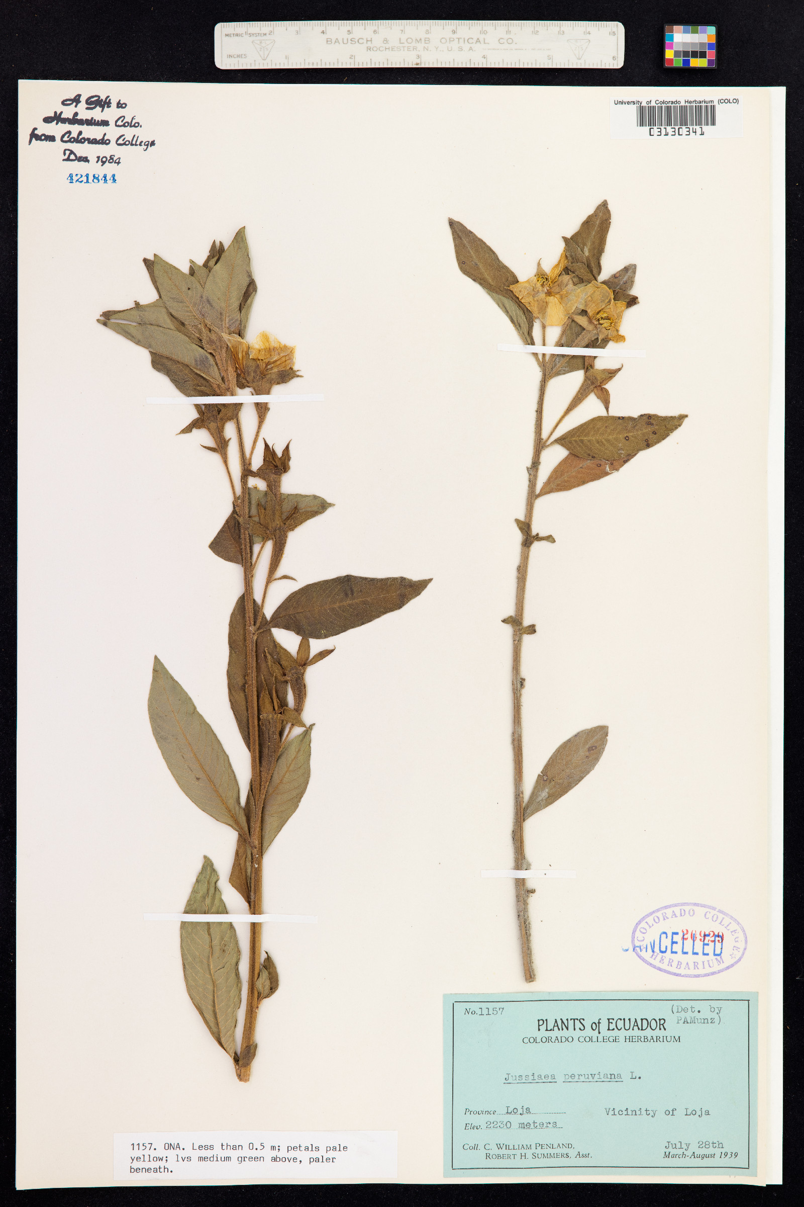 Ludwigia peruviana image