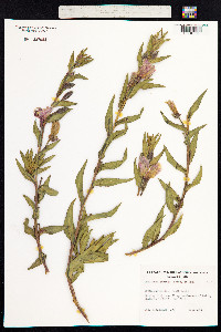 Oenothera stricta image
