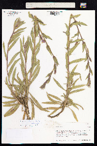 Oenothera stricta image