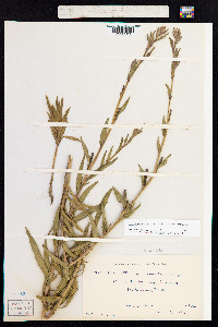 Oenothera stricta image