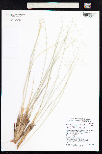 Achnatherum hymenoides image
