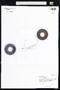 Carex duriuscula image