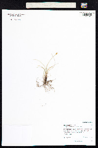 Carex duriuscula image