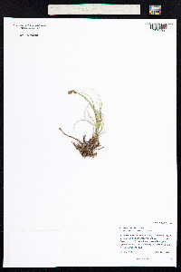 Carex duriuscula image