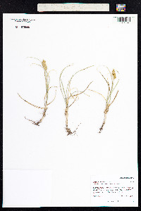 Carex duriuscula image