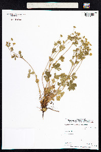 Potentilla crantzii image