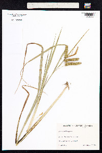 Carex pseudocyperus image
