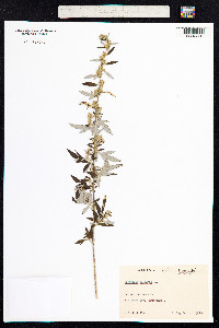 Artemisia vulgaris image