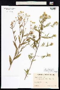Aster lanceolatus var. lanceolatus image
