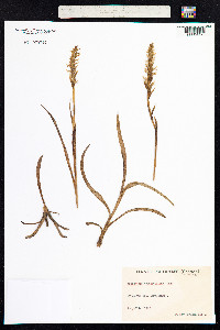Spiranthes romanzoffiana image