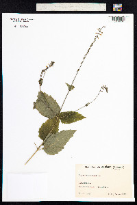 Phryma leptostachya image