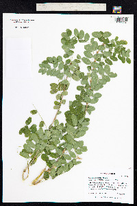 Caragana arborescens image