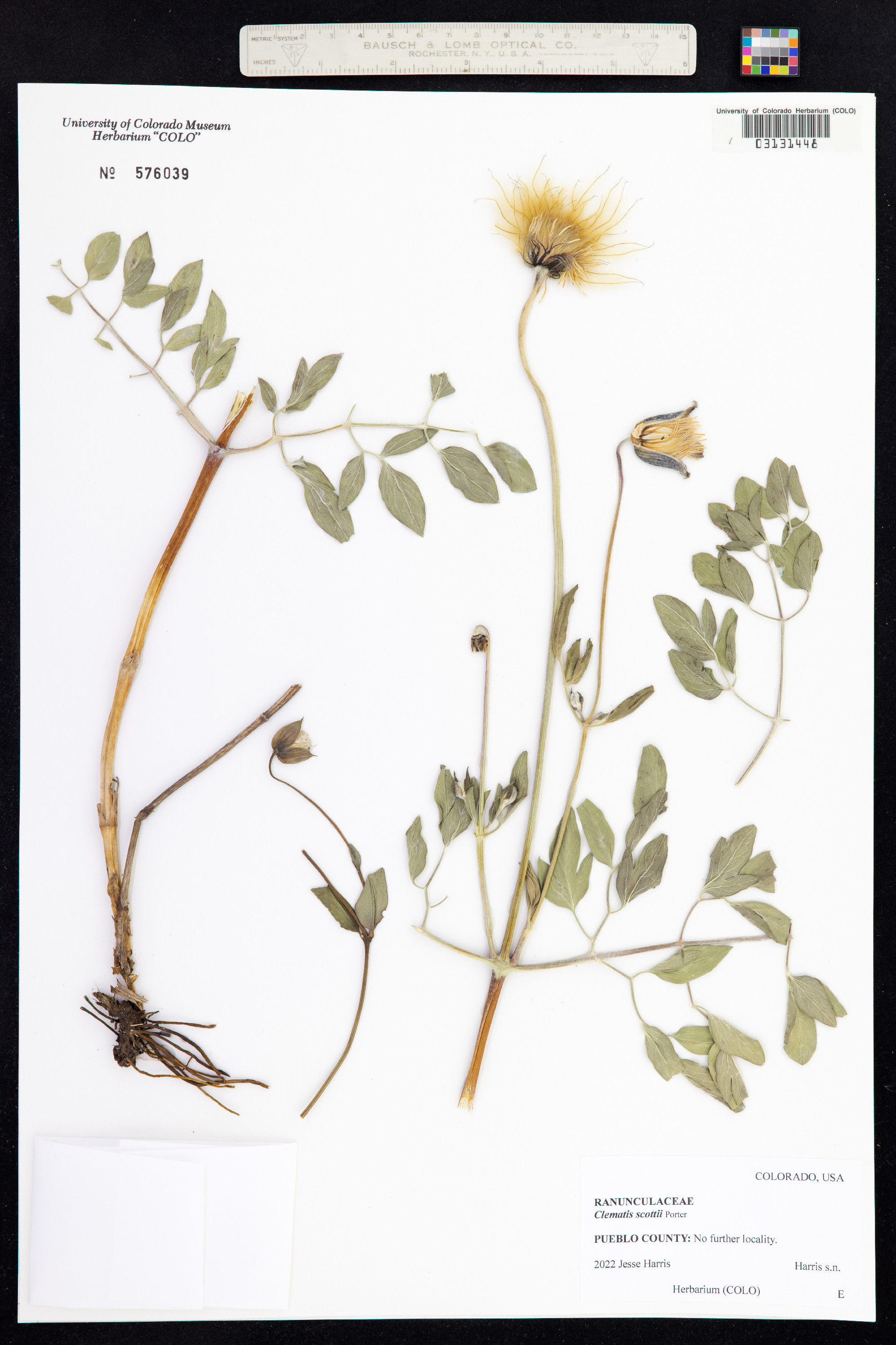 Coriflora image