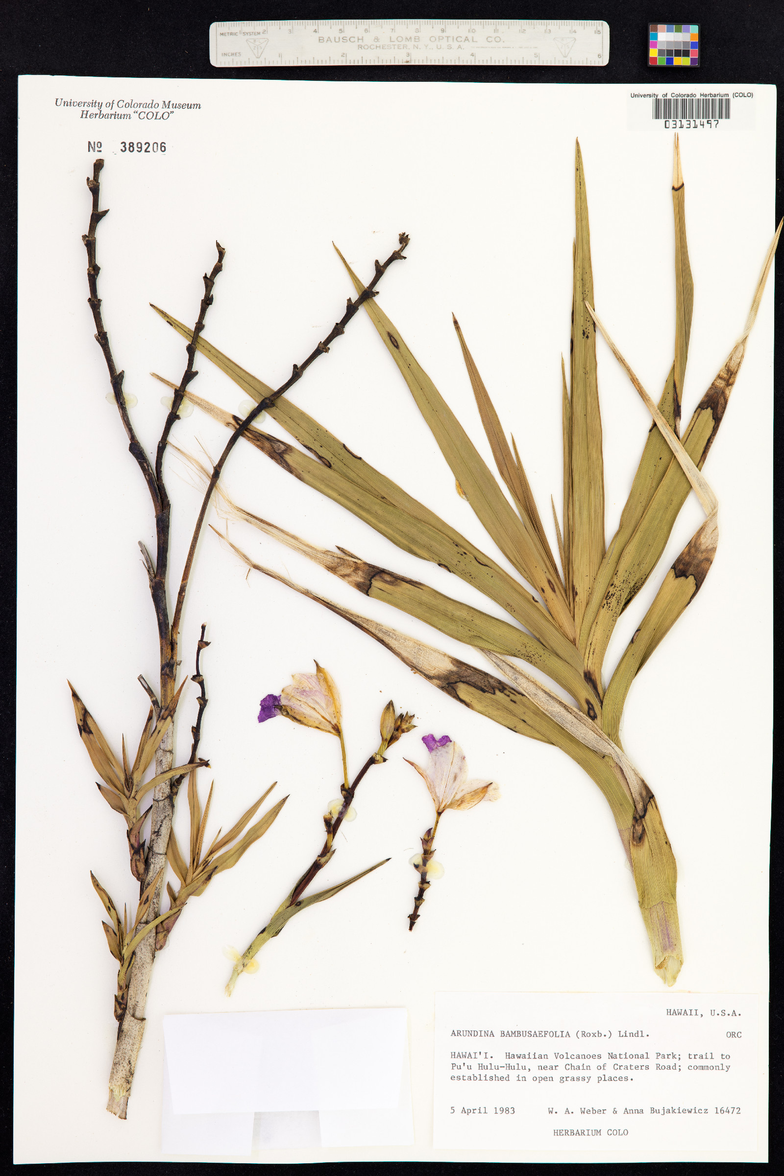 Arundina graminifolia image