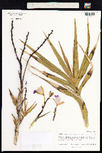 Image of Arundina graminifolia