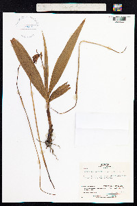 Image of Bletilla striata