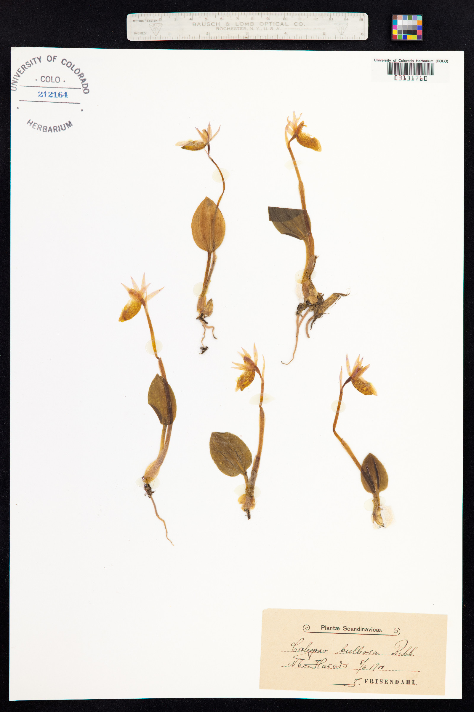 Calypso bulbosa image