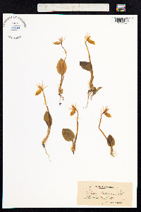 Calypso bulbosa image
