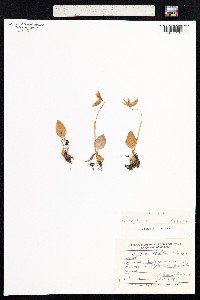 Calypso bulbosa image