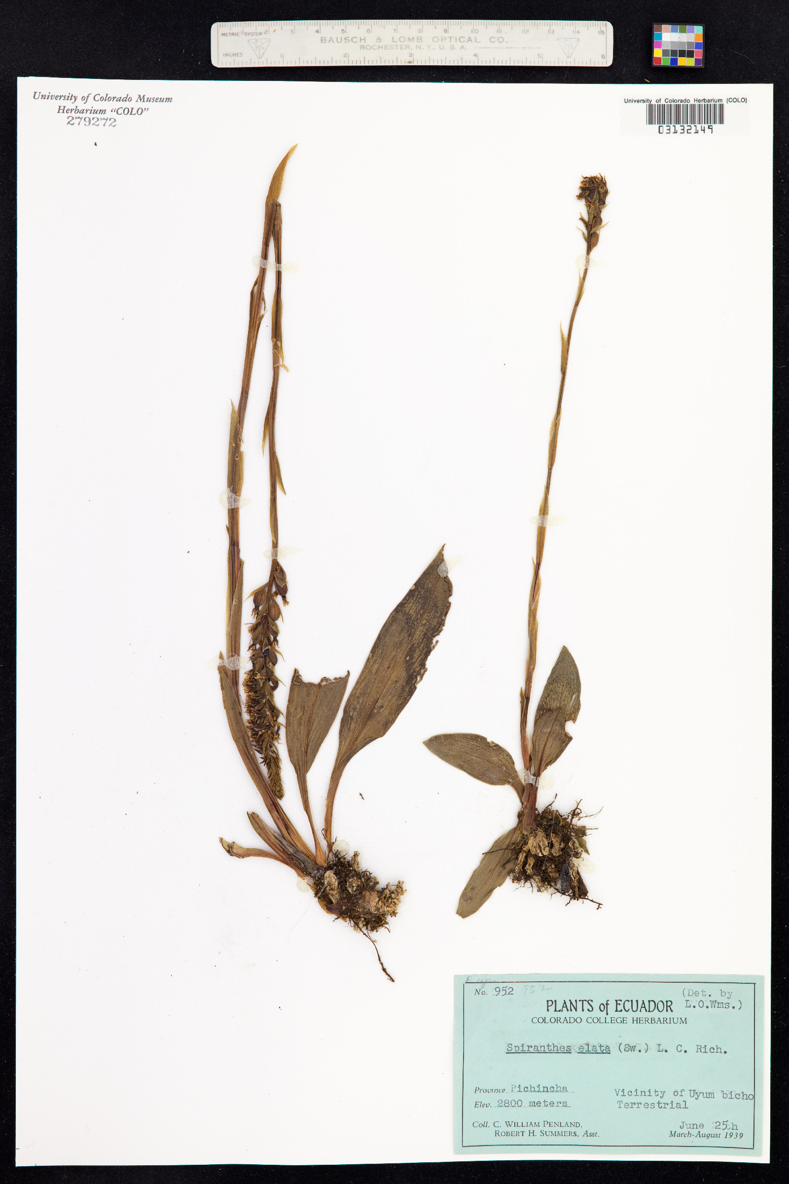 Cyclopogon elatus image