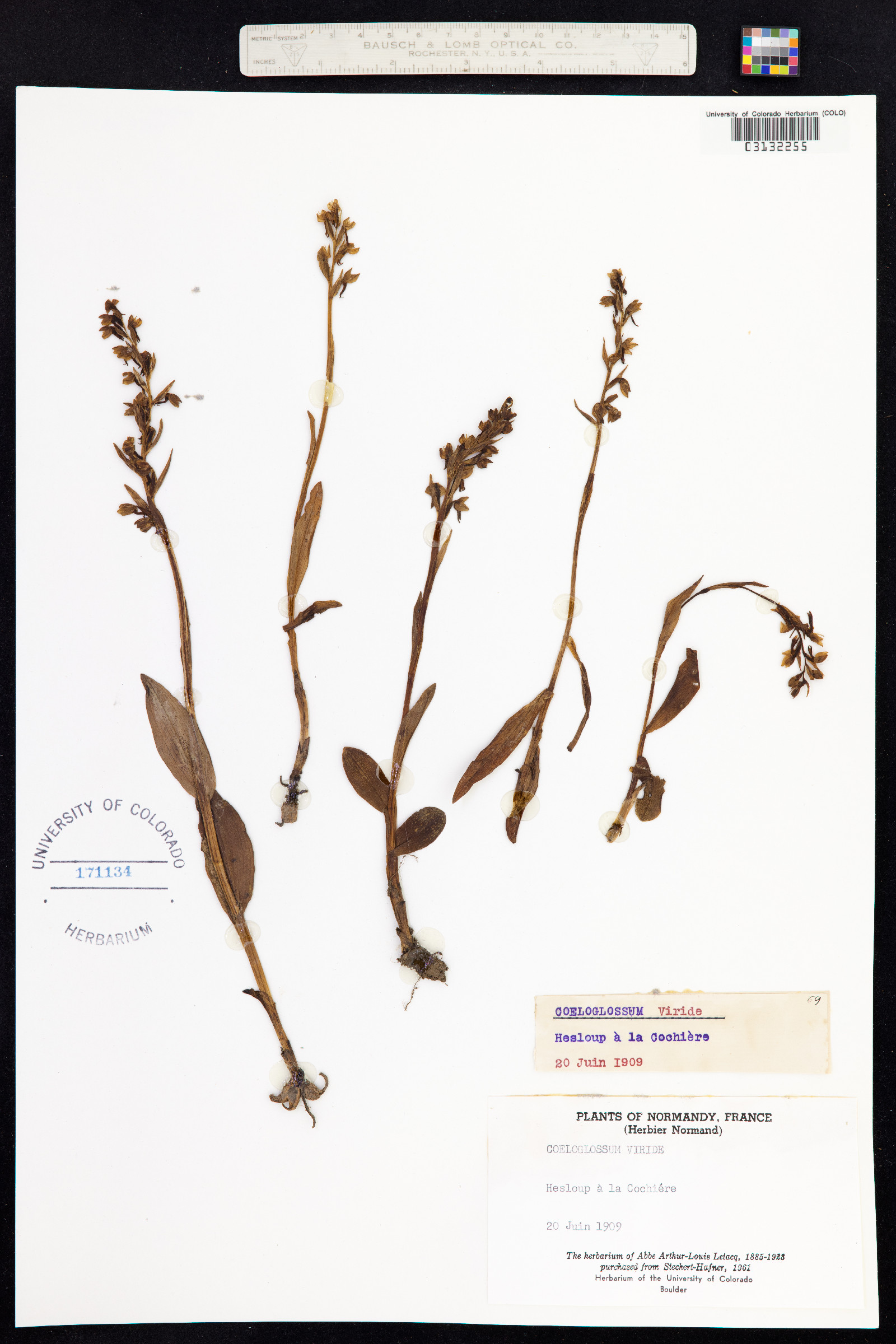 Dactylorhiza image