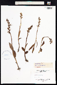 Dactylorhiza viridis image