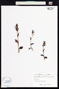 Dactylorhiza viridis image