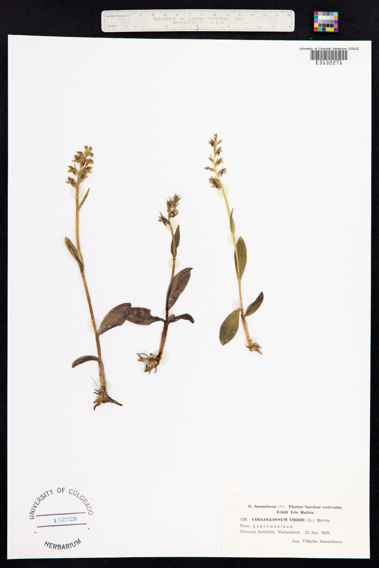 Dactylorhiza viridis image
