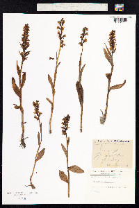 Dactylorhiza viridis image